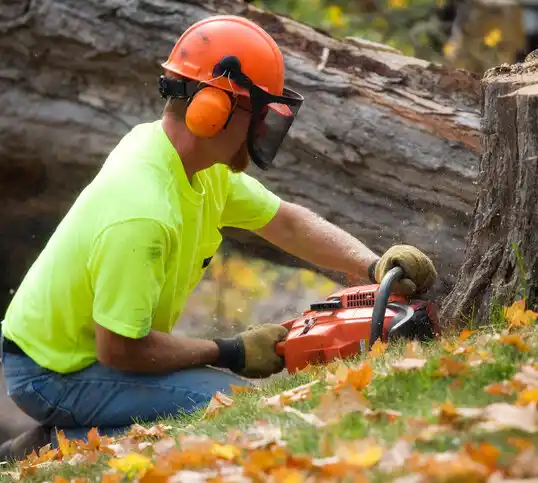 tree services Ivanhoe